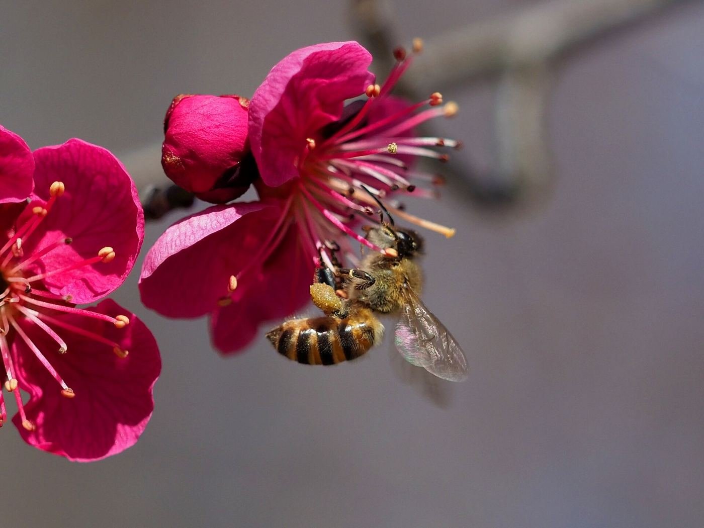 bee collecting pollen from a flower